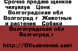 Срочно продаю щенков чихуахуа › Цена ­ 3 000 - Волгоградская обл., Волгоград г. Животные и растения » Собаки   . Волгоградская обл.,Волгоград г.